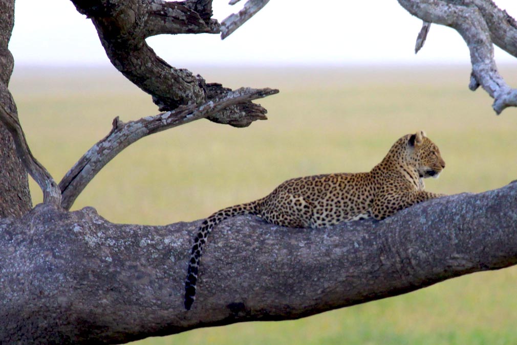 African_6Day_Epic_Safari_leopard