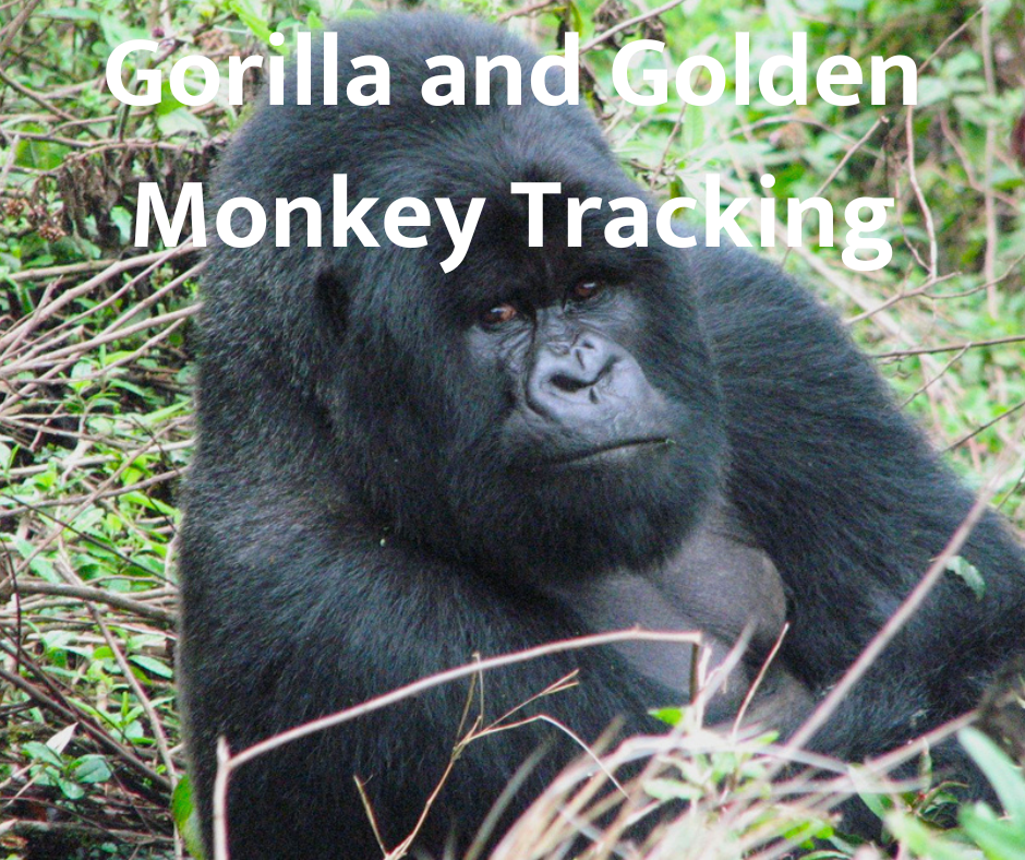 Gorilla and Golden Monkey Tracking