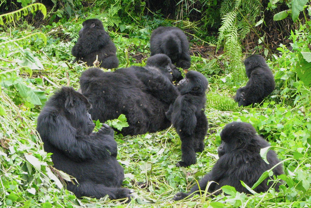 GorillaTracking Gorillas